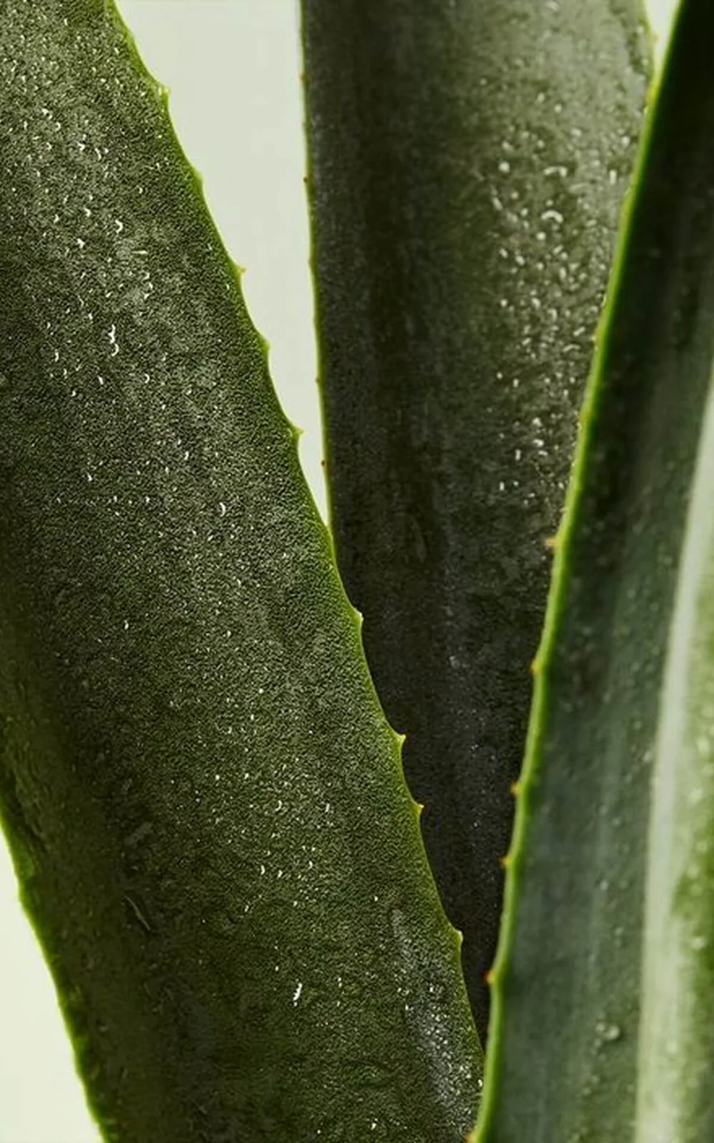 Architectural green leaf